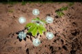 Growing young cassava seedling in cultivated agricultural farm field with modern technology concepts