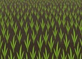 Growing young cereals plant shoots. Agricultural seedlings field landscape. Crops began to green sprout in the spring