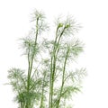 Growing young dill