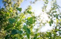 Growing young green branch of a tree on background of leaves Royalty Free Stock Photo