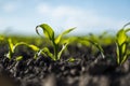 Growing young green corn seedling sprouts in cultivated agricultural farm field. Royalty Free Stock Photo