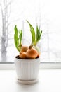 Growing young green onion bulbs in a pot on a windowsill Royalty Free Stock Photo