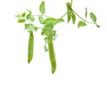 Growing young green pea pods Royalty Free Stock Photo