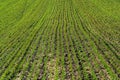 Growing young green wheat seedling sprouts. Green field with sprouts planted in rows. Agrarian industry