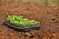 Growing young kale in vegetable plot, organic vegetable in farm