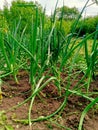 Growing young leeks in the backyard, on the plot. Green onions Royalty Free Stock Photo