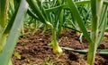 Growing young leeks in the backyard, on the plot. Green onions Royalty Free Stock Photo