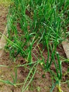 Growing young leeks in the backyard, on the plot. Green onions Royalty Free Stock Photo