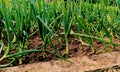 Growing young leeks in the backyard, on the plot. Green onions Royalty Free Stock Photo