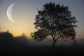 Growing, young moon on a foggy autumn morning with a lone tree. Autumn dawn. Landscape Royalty Free Stock Photo