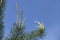 Growing pine branches cluster Royalty Free Stock Photo