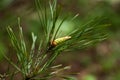 A growing, young pine cone. Royalty Free Stock Photo