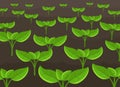 Growing young plant shoots. Agricultural seedlings field landscape. Crops began to green sprout in the spring brown soil