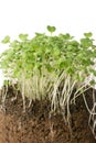 Growing young plants with soil Royalty Free Stock Photo