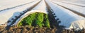 Growing young potatoes under agrofibre in small greenhouses. Farming and agriculture. Plantations. Spunbond to protect against Royalty Free Stock Photo