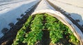 Growing young potatoes under agrofibre in small greenhouses. Spunbond to protect against frost and keep humidity of vegetables. Royalty Free Stock Photo