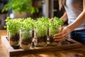 Growing young shoots of microgreens in glass jars at home