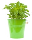 Growing young sweet basil plants