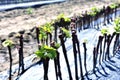 Growing young vines to be replanted in French vineyards Royalty Free Stock Photo