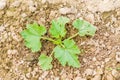 Growing young zucchini Royalty Free Stock Photo