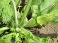 Growing zucchini in the field, young fruits on the plant