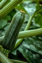 Growing zucchini. Flowering zucchini in the vegetable garden Royalty Free Stock Photo