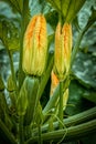 Growing zucchini. Flowering zucchini in the vegetable garden Royalty Free Stock Photo