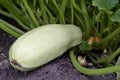 Growing zucchini on a green bed is a useful vegetable