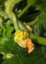 Growing zucchini Royalty Free Stock Photo