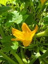 Growing Zucchini in organic garden in summer day