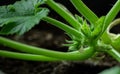 Growing Zucchini Plant macro