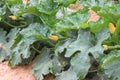 Zucchini Plant in Field Royalty Free Stock Photo