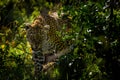 A growl from leopardess to protect the cub