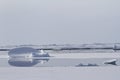 Growler among ice floes in winter polynyas Antarctic Royalty Free Stock Photo