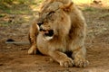 Growling adult lion Royalty Free Stock Photo