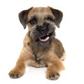 Growling border terrier Royalty Free Stock Photo