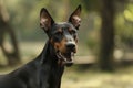 growling doberman pinscher, ears erect, standing stiffly Royalty Free Stock Photo