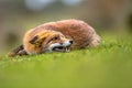 Growling European red fox Royalty Free Stock Photo