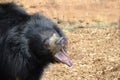 Growling sloth bear