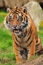 Growling tiger Royalty Free Stock Photo