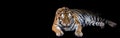 Growling Tiger Banner Royalty Free Stock Photo