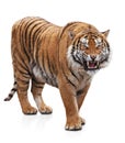 Furious tiger Royalty Free Stock Photo