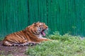 growling tiger in the zoo  in Delhi India. Royalty Free Stock Photo