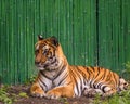 growling tiger in the zoo  in Delhi India. Royalty Free Stock Photo