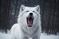 Growling White Wolf in the Snow background, ai generative Royalty Free Stock Photo