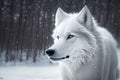 Growling White Wolf in the Snow background, ai generative Royalty Free Stock Photo