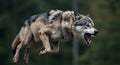 growling wolf, Dynamic growling wolf showing teeth in an intense leap Royalty Free Stock Photo
