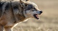 growling wolf, with sharp teeth bared, captured in a powerful pose Royalty Free Stock Photo