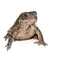 Grown American Toad Royalty Free Stock Photo