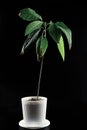 Grown from an avocado bone with faded leaves in a white pot on a black background.